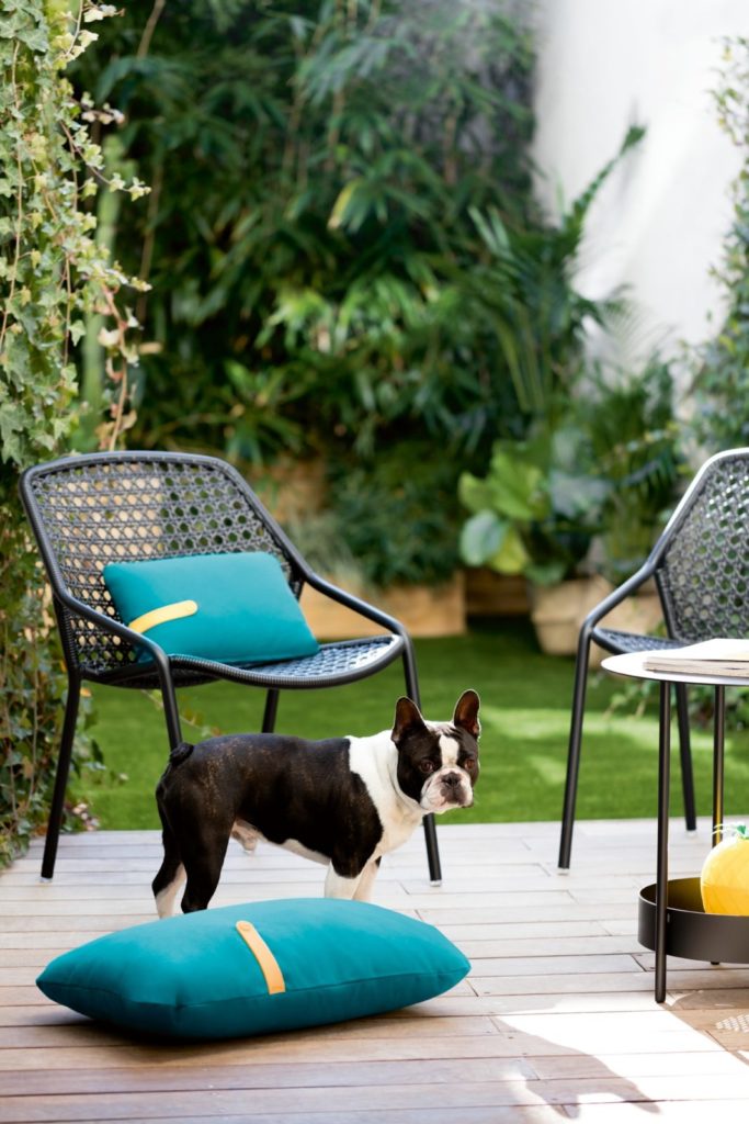 Un chien Boston Terrier est debout sur une terrasse en bois.