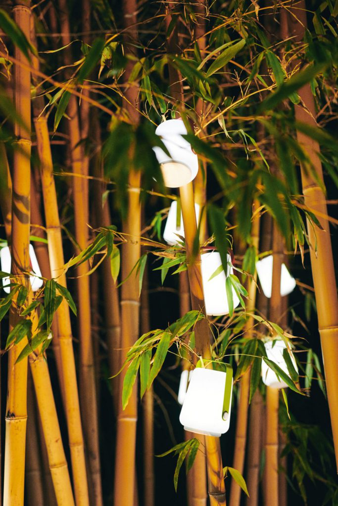 Un groupe de bambous est éclairé la nuit.